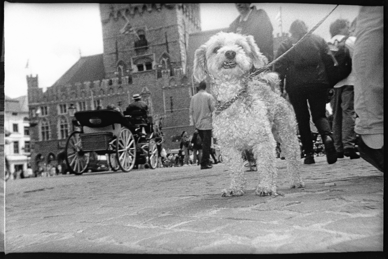 Brugge 1999-06-05 | '99-dogs