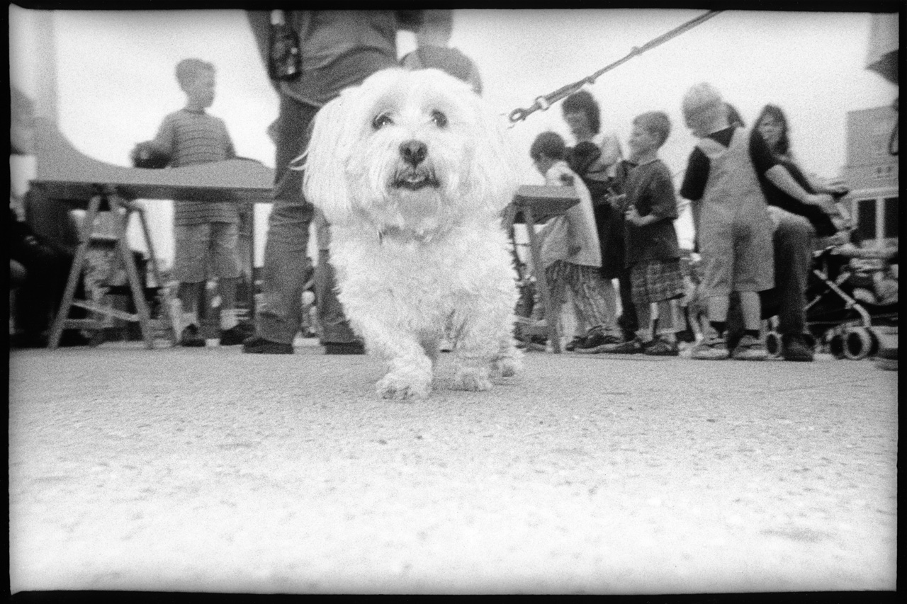 Scheveningen 1999-07-04 | '99-dogs