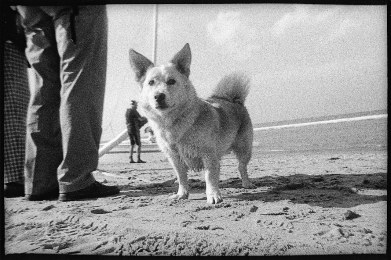 Scheveningen 1999-07-04 | '99-dogs